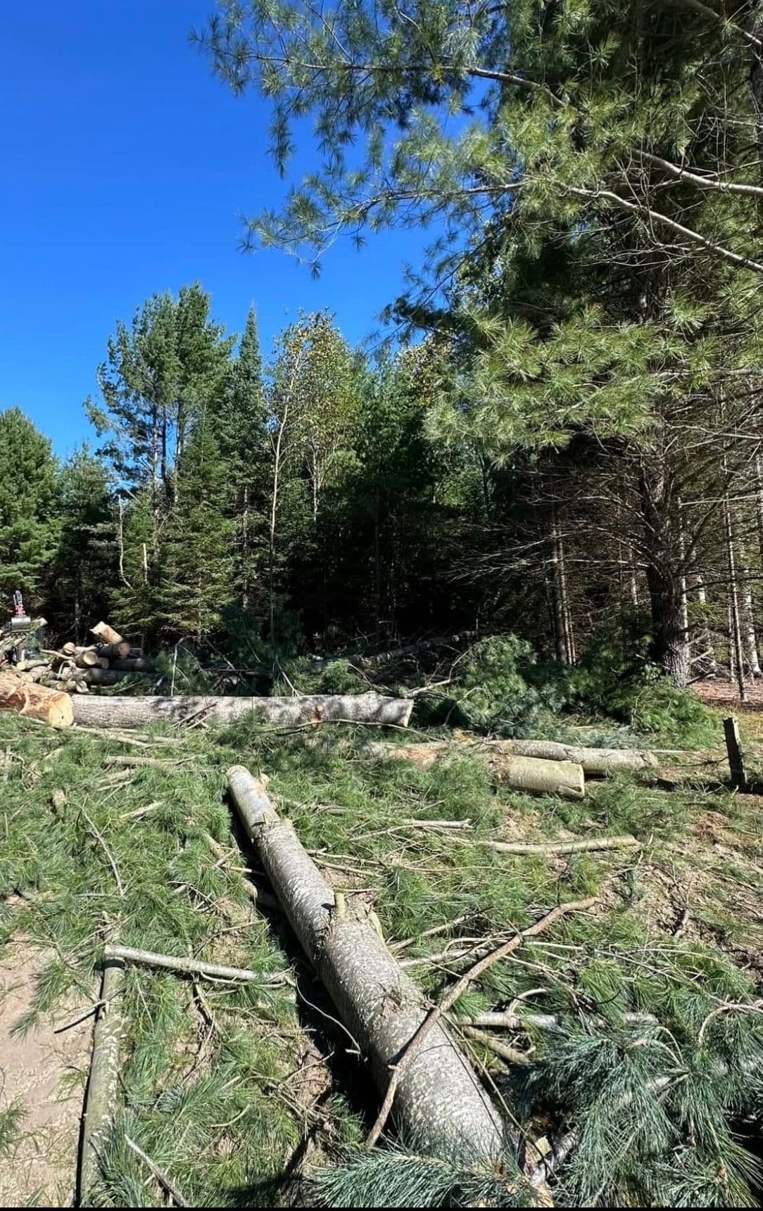 Gallery photos for Storm Cleanup and Tree Removal Services: Image #2