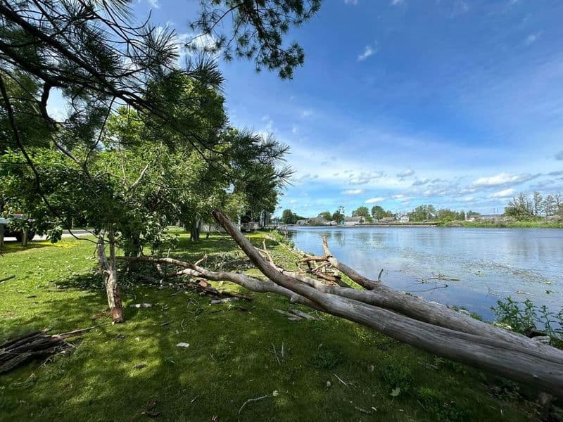 Lush riverside scene featuring a fallen tree and green grass under a blue sky.