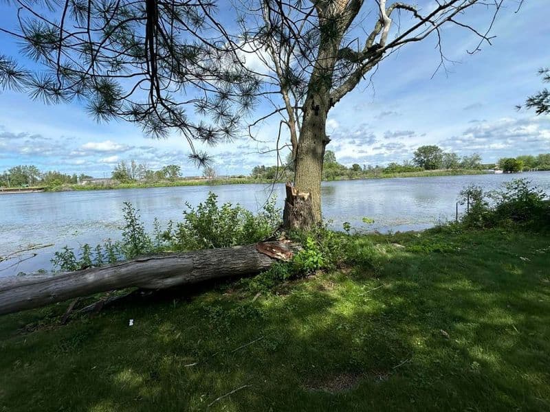 Lush riverside scene with a fallen tree and clear blue sky, ideal for nature enthusiasts.