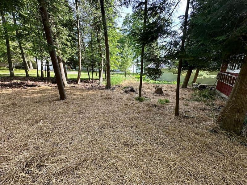 Cleared wooded area with straw mulch and trees, ideal for landscaping or gardening projects.