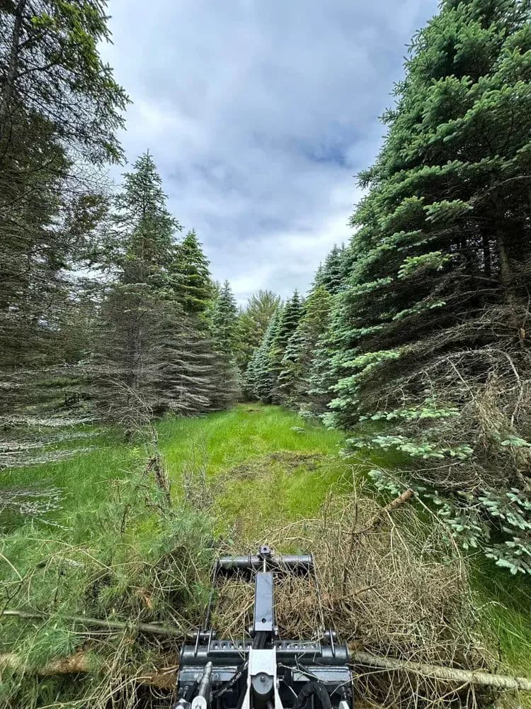 Clearing narrow path through dense evergreen forest with green grass and cloudy sky.