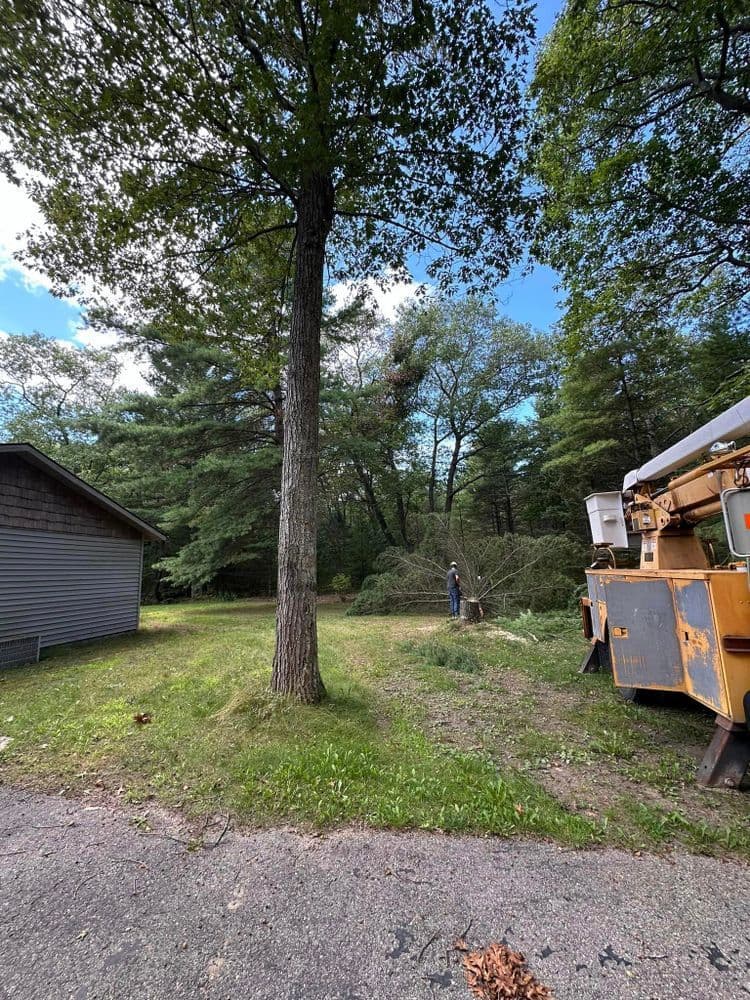 Person using equipment to prune a large tree in a wooded area near a house.