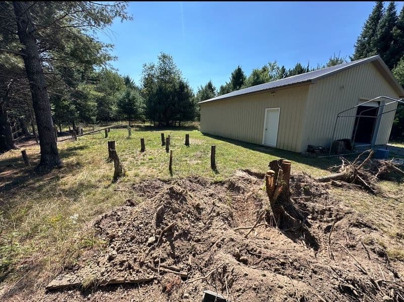 Cleared land with tree stumps near a storage shed in a forested area.
