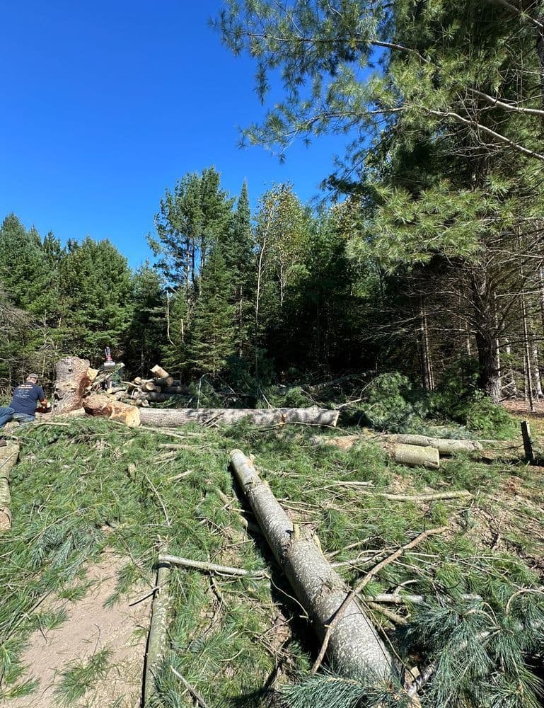 Logging operation in a dense forest with fallen logs and trees under a clear blue sky.