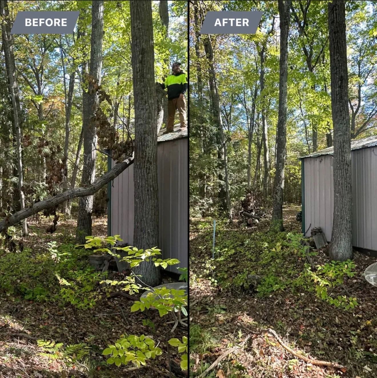 Gallery photos for Storm Cleanup and Tree Removal Services: Image #3