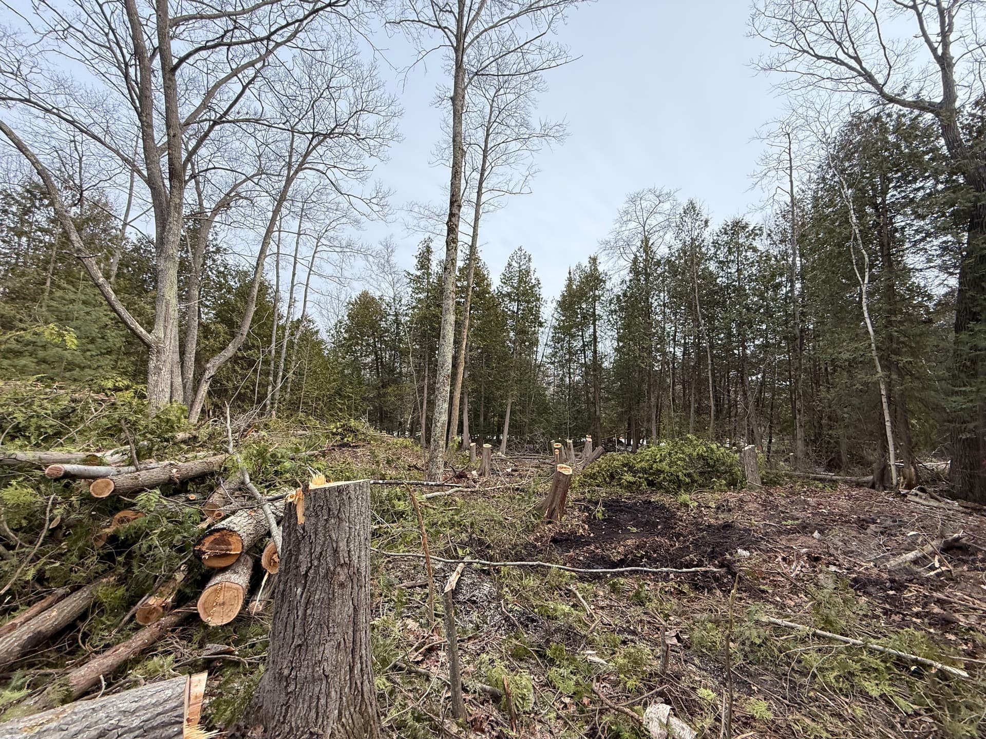 Gallery photos for Tree Removal and Lot Clearing - No Job Too Big or Too Messy: Image #3