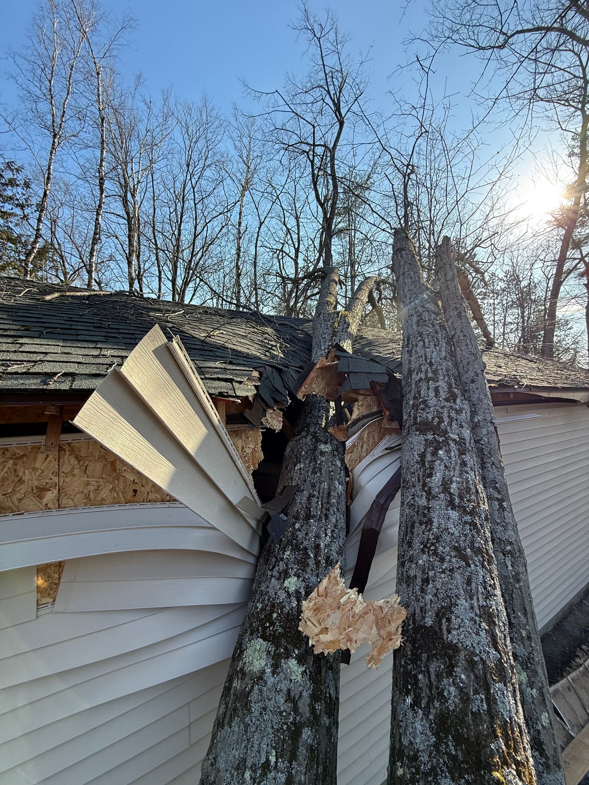 Gallery photos for Tree Removal and Lot Clearing - No Job Too Big or Too Messy: Image #2